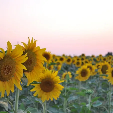 Agroturismo Il Murello Fiorentina