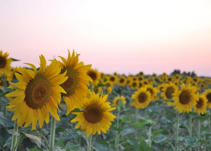 Farm stay Il Murello Fiorentina